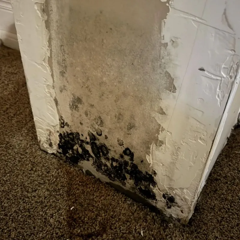 Professional Mold Removal in Moretown, VT